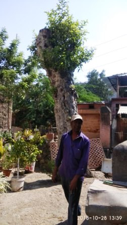 DattaMandirAkoleAudumber